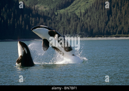 Doppelte Verletzung Orcas Bainbridge Passage Prinz-William-Sund Alaska Sommer Yunan Stockfoto