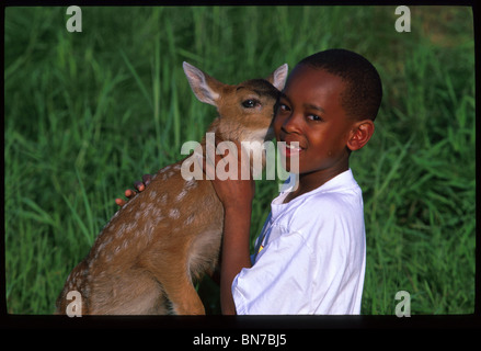 Junge Tiere Sitka Black Tail Fawn Big Game Alaska SC AK Sommer Porträt Stockfoto