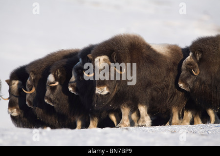 Moschusochsen Kühe in einer defensiven Aufstellung während des Winters auf der Seward-Halbinsel in der Nähe von Nome, Alaska Arktis Stockfoto