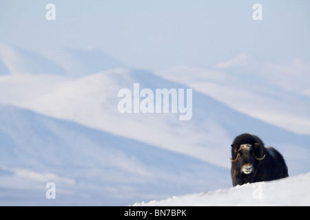 Weibliche Moschusochsen steht auf Bergrücken in verschneiter Landschaft im Winter auf der Seward-Halbinsel in der Nähe von Nome, Alaska Arktis Stockfoto