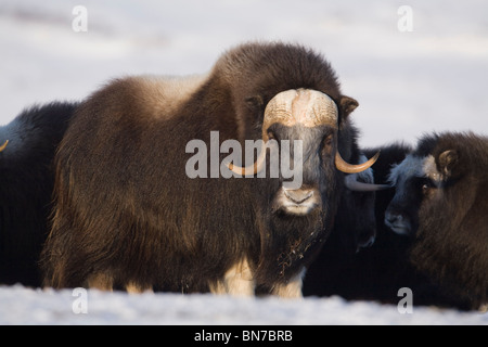 Bull Moschusochsen hütet Kühe und Kälber eine in defensive Aufstellung während des Winters auf der Seward-Halbinsel in der Nähe von Nome, Alaska Arktis Stockfoto