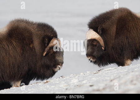 Moschusochsen Stiere stehend Kopf bis auf gefrorene Tundra im Winter auf der Seward-Halbinsel in der Nähe von Nome, Alaska Arktis Stockfoto