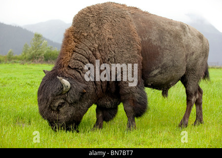 CAPTIVE Holz Bison Bulle Weiden auf Gräser im Alaska Wildlife Conservation Center, Alaska Stockfoto