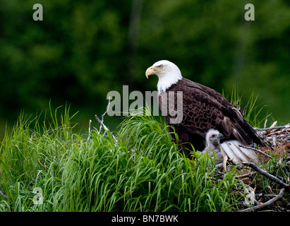 Weißkopf-Seeadler nisten mit ihren Küken, Kukak Bay, Katmai Nationalpark, Alaska, Sommer Stockfoto