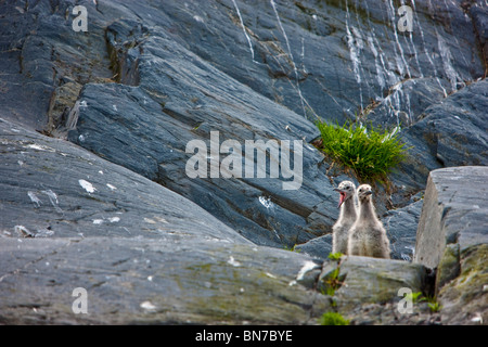 Möwe Küken auf felsigen Klippen, Shoup Bay State Marine Park, Prince William Sound, Alaska Stockfoto