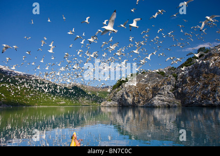 Dreizehenmöwen fliegen aus ihrer Kolonie, nachdem ein Weißkopfseeadler gesichtet hatte, Shoup Bay State Marine Park, Alaska Stockfoto