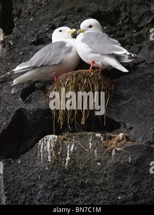 Nahaufnahme der rotbeinige Dreizehenmöwen in ihrem Nest, Sommer, St.-Paul-Insel, Alaska Stockfoto