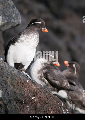 Gruppe von Sittich Schwarzschwanz, St. Paul Island, Alaska, Sommer Stockfoto