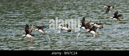 Eine Herde von gehörnten Papageientaucher Flug übernehmen Hallo Bay, Katmai Nationalpark, Alaska, Sommer Stockfoto