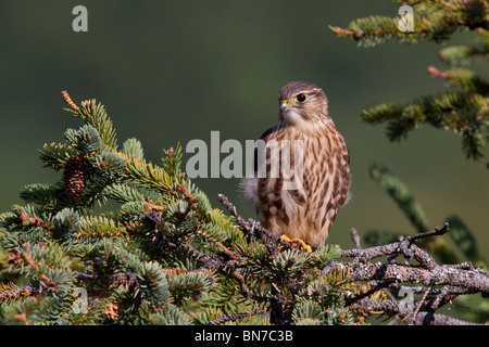 Eine unreife Pigeon Hawk (Merlin) sitzt auf einem Ast im Bereich Turnagain Pass, Halbinsel Kenai, Alaska Stockfoto