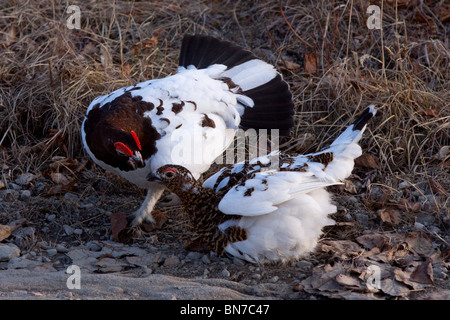 Männliche und weibliche Willow Ptarmigan auf Tundra im frühen Frühling in Alaska Stockfoto