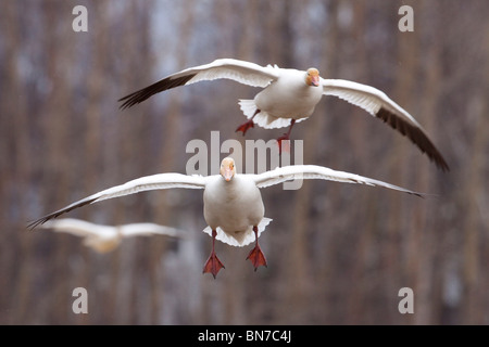 Drei Schnee Gänse im Flug im Frühling im Matanuska Valley, Alaska Stockfoto