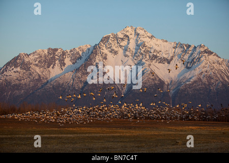 Eine große Herde von Schneegänsen ausziehen aus einem Feld in der Nähe von Springer Loop Road in Palmer, Alaska Stockfoto