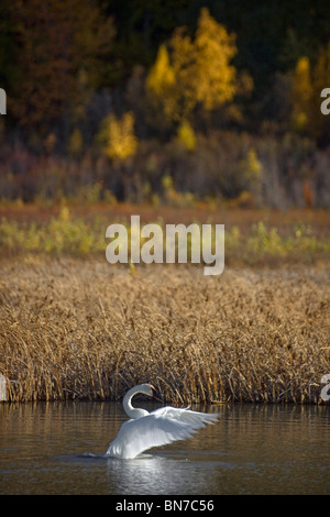 Trompeter Schwan auf Potter Marsh mit Herbstlaub im Hintergrund, Alaska Stockfoto