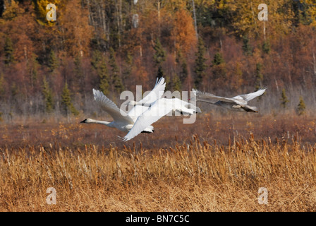 Drei Trumpeter Schwäne von Potter Marsh in Anchorage, Alaska Yunan, Herbst Stockfoto