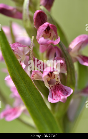 Frühe Marsh Orchid Dactylorhiza COCCINEA fotografiert in North Wales UK Stockfoto