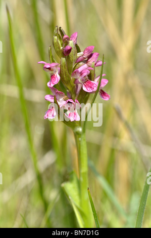 Frühe Marsh Orchid Dactylorhiza COCCINEA fotografiert in North Wales UK Stockfoto