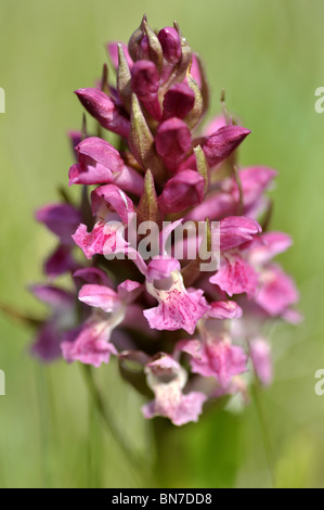 Frühe Marsh Orchid Dactylorhiza COCCINEA fotografiert in North Wales UK Stockfoto