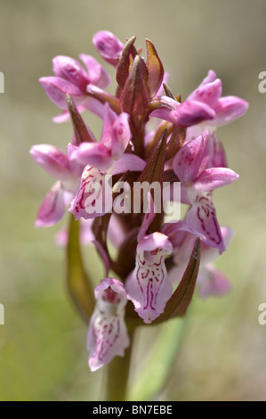 Frühe Marsh Orchid Dactylorhiza COCCINEA fotografiert in North Wales UK Stockfoto