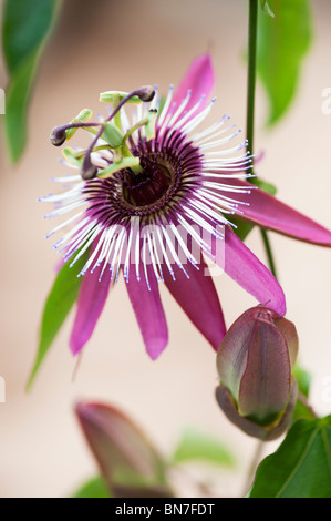 Passiflora Violacea. Violette Passionsblume Stockfoto