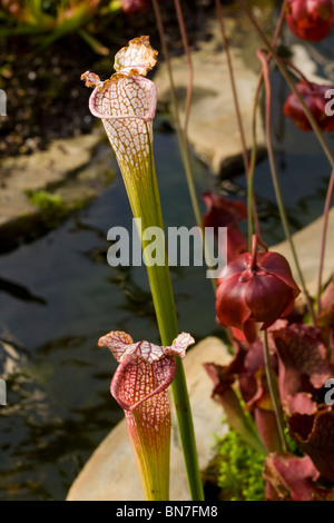 Nahaufnahme einer Sarracenia-Anlage (weiße Krug und lila Krug mit Blume). Stockfoto