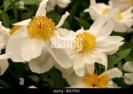 Krautige Pfingstrose 'White Wings' in Blüte Stockfoto