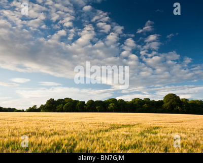 Reifende Bereich der Gerste Ernte auf Litchfield, Hampshire, UK Stockfoto