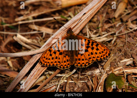 Pearl-umrandeten Fritillary Butterfly (Boloria Euphrosyne: Nymphalidae) Aalen, UK. Stockfoto