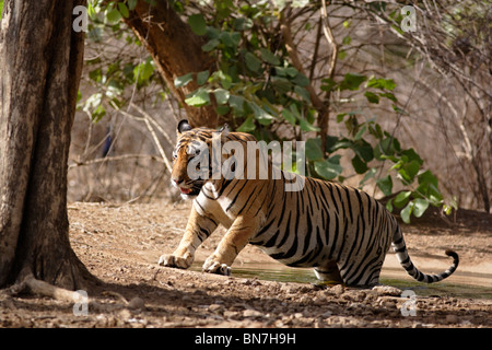 Ein Bengal Tiger im Sommer am Wasserloch oder Pool im Ranthambore Tiger Reserve, Rajasthan Indien. (Panthera Tigris) Stockfoto