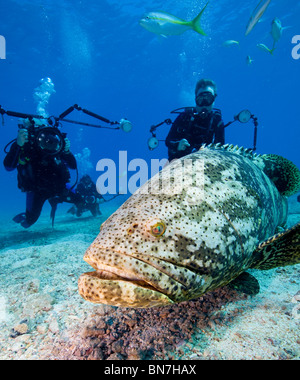 Unterwasser-Fotografen mit Goliath Zackenbarsch (Epinephelus Itajara), Key Largo Stockfoto