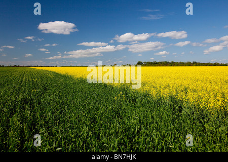 Ein leuchtend gelben Raps Feld blühen im südlichen Manitoba in der Nähe von Winkler. Stockfoto
