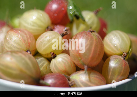 Stachelbeeren Stockfoto