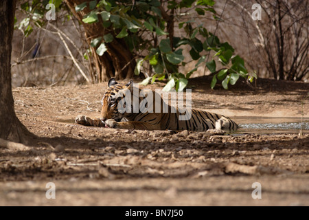 Ein Bengal Tiger im Sommer am Wasserloch oder Pool im Ranthambore Tiger Reserve, Rajasthan Indien. (Panthera Tigris) Stockfoto