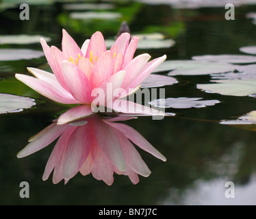 Eine leuchtend rosa Lotusblüte mit einer schönen Spiegelung im Wasser Stockfoto