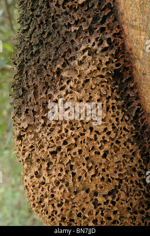 Karton-Nest der Ameisen (Crematogaster sp) auf einem Baum, Ghana. Stockfoto