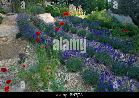 Die Schaffung des ein Garten der Provence Lavendel Stockfoto