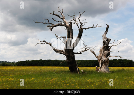 Grünland-Park mit hellen gelben Hahnenfuß giftig für Pflanzenfresser alten Eiche Bäume blauer Himmel weiße Wolke Sommer Stockfoto