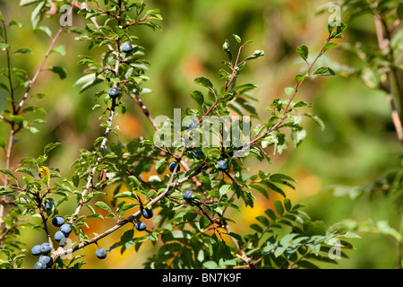 Schlehe, Prunus spinosa Stockfoto