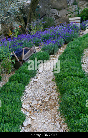 Die Schaffung des ein Garten der Provence Lavendel Stockfoto