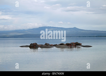 Ein Nilpferd Familie entspannend in Lake Naivasha, Kenia, Ostafrika Stockfoto