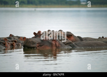 Ein Nilpferd Familie entspannend in Lake Naivasha, Kenia, Ostafrika Stockfoto