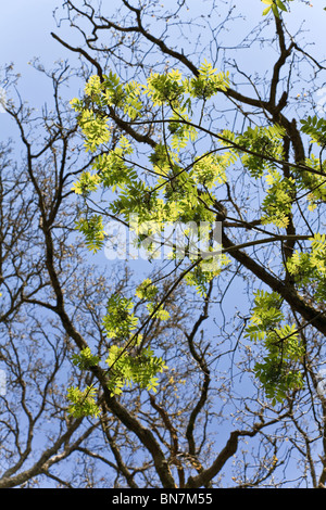 Esche lässt mit blauem Himmelshintergrund Stockfoto