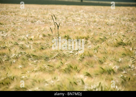 Sommer Im Deister - Felder Sommer in Deutschland Stockfoto