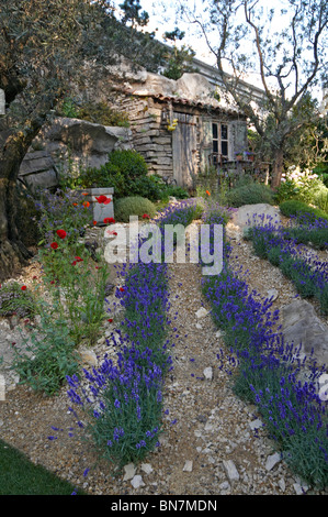 Die Schaffung des ein Garten der Provence Lavendel Stockfoto