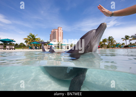 Trainer mit atlantischen Tümmler im Dolphin Cay Atlantis, Paradise Island Resort, Bahamas Stockfoto