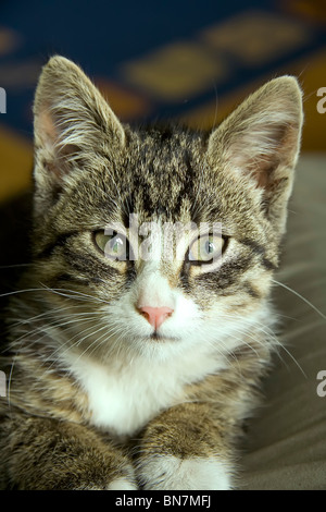 Katze-front-Porträt Stockfoto