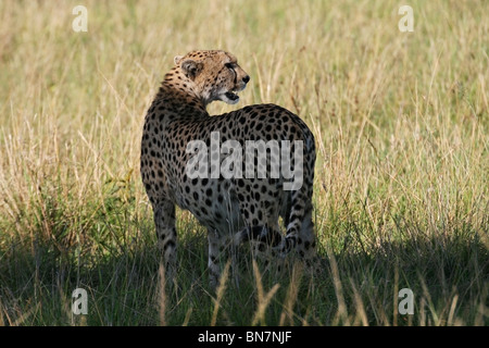 Gepard stehen in der offenen Savanne der Masai Mara National Reserve, Kenia, Ostafrika Stockfoto