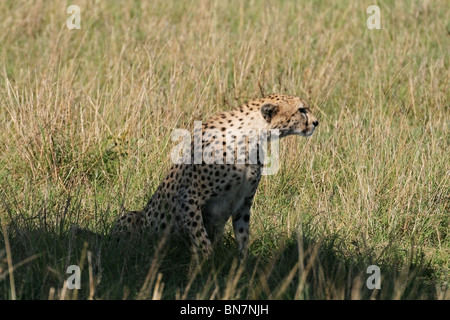 Gepard sitzt im Grasland von Masai Mara National Reserve, Kenia, Ostafrika Stockfoto