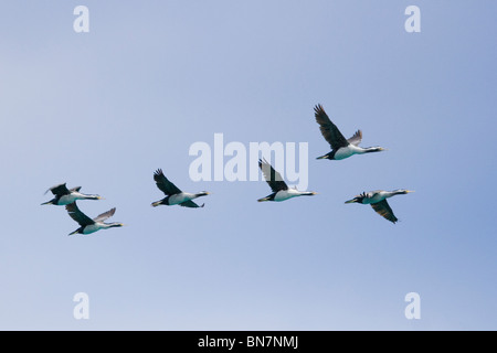 Shags Phalacrocorax Punctatus fliegen Akaroa Neuseeland entdeckt Stockfoto