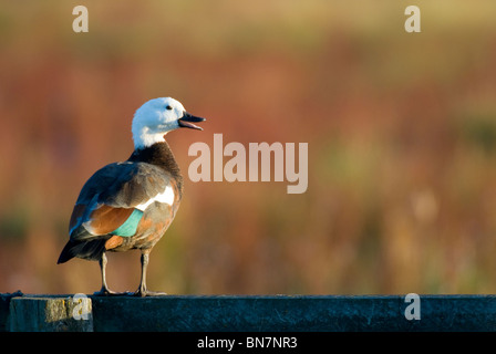 Weibliche Paradies Brandgans Tadorna Variegata stehend auf einem Zaunpfahl. Neuseeland Stockfoto